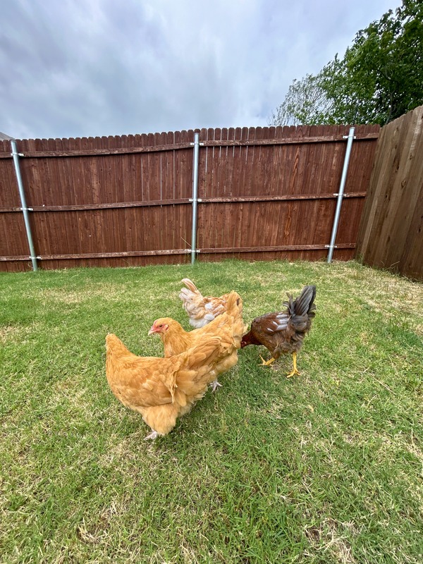 The flock